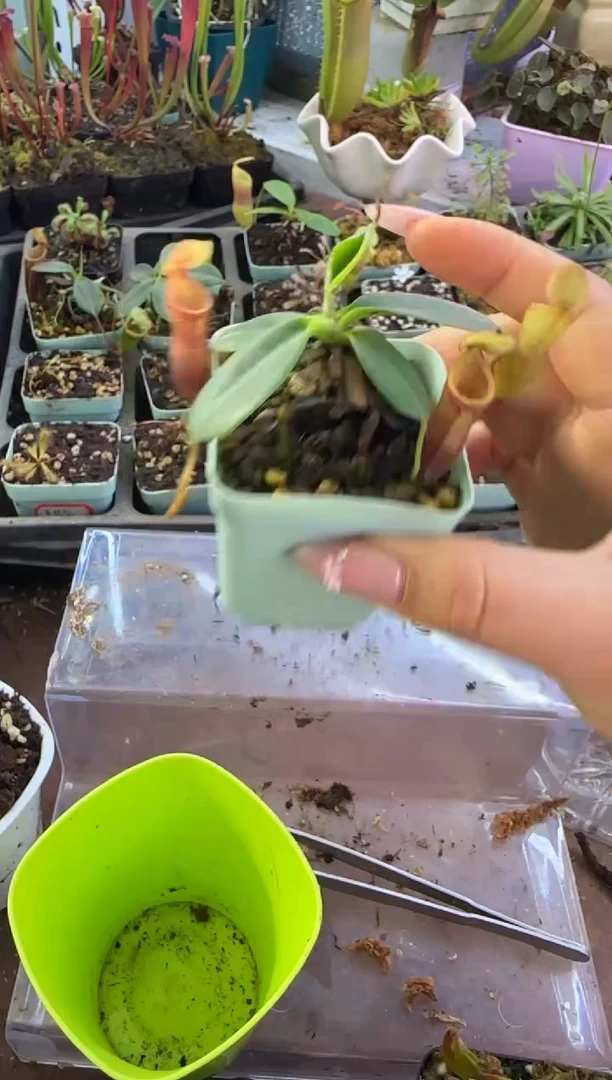 完全开放云雾猪笼草