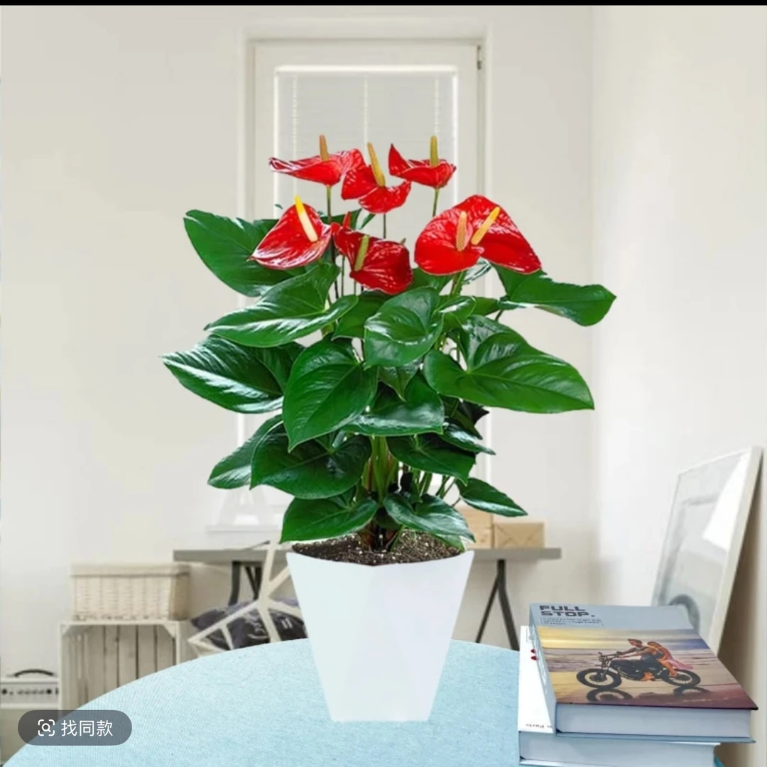 4-6花大盆红掌土培水培喜庆一帆风顺鸿运当头好活好养绿植