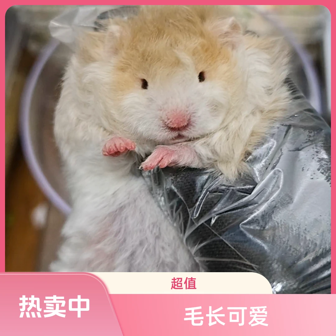 家养长毛波利金丝熊包邮包活