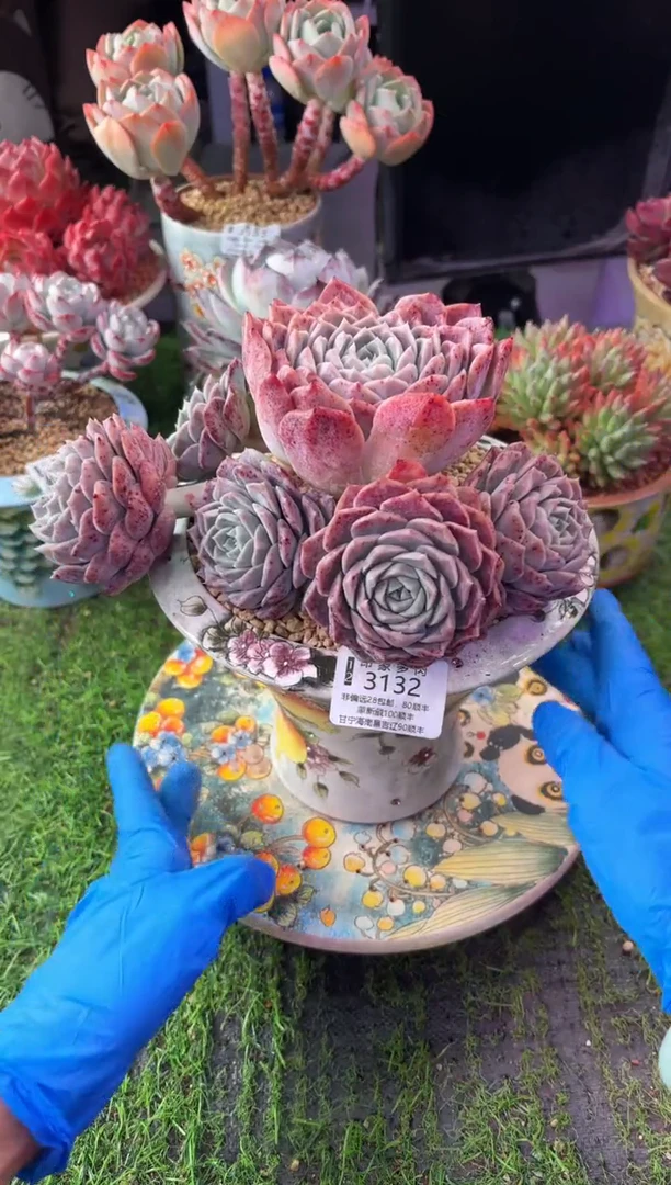 昆明印象多肉3132