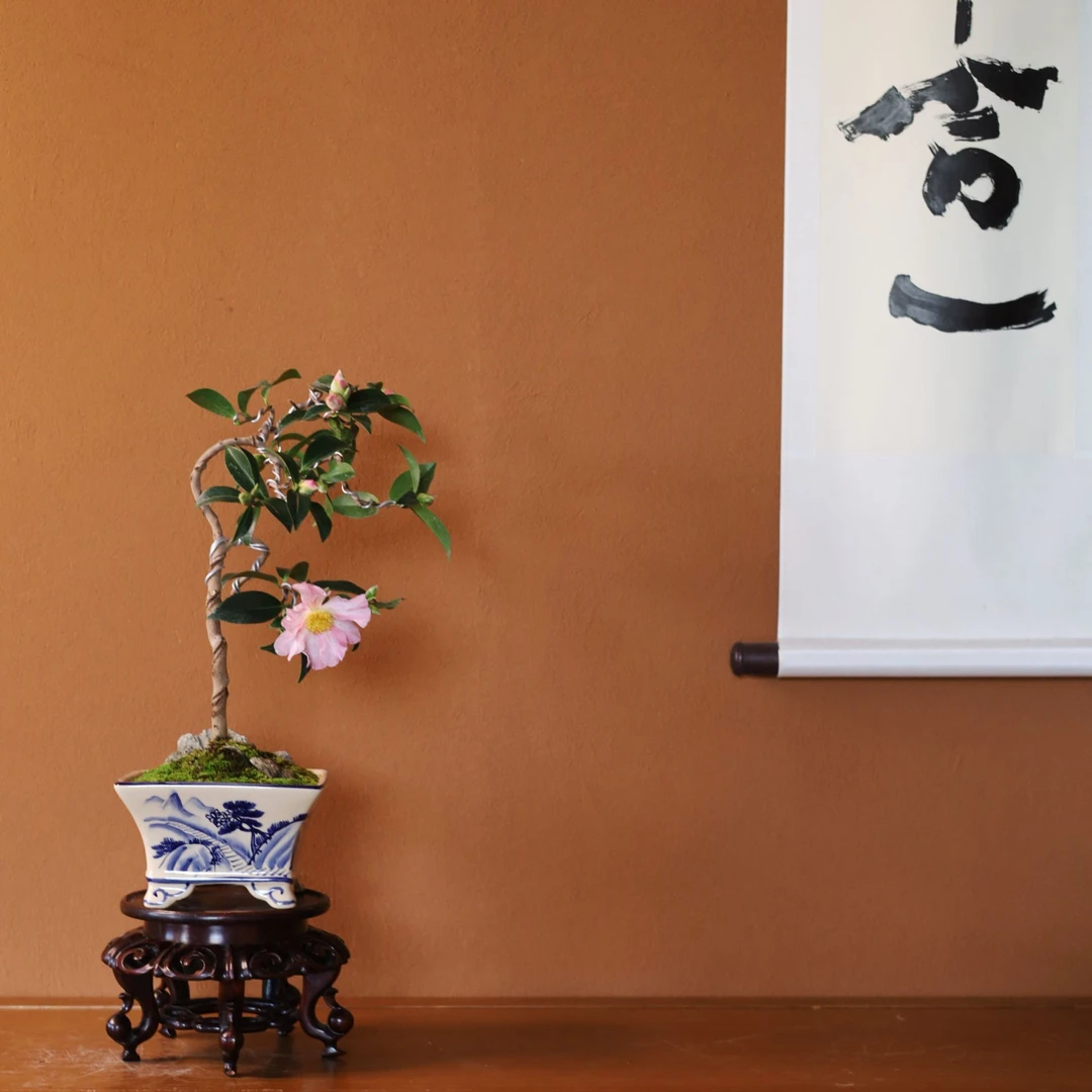 【美美精选】茶梅 老桩盆景