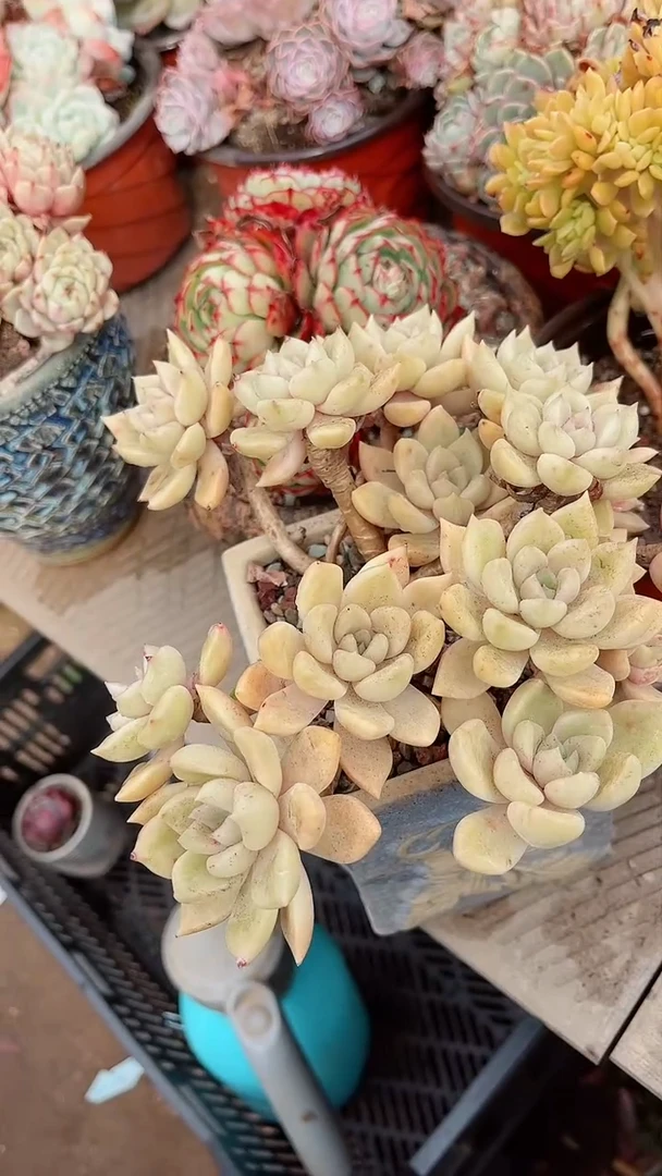 【闪购商品】16269