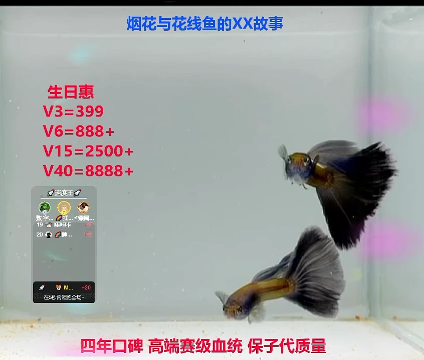 孔雀鱼赛线莫蓝压成精品高端各1对体验