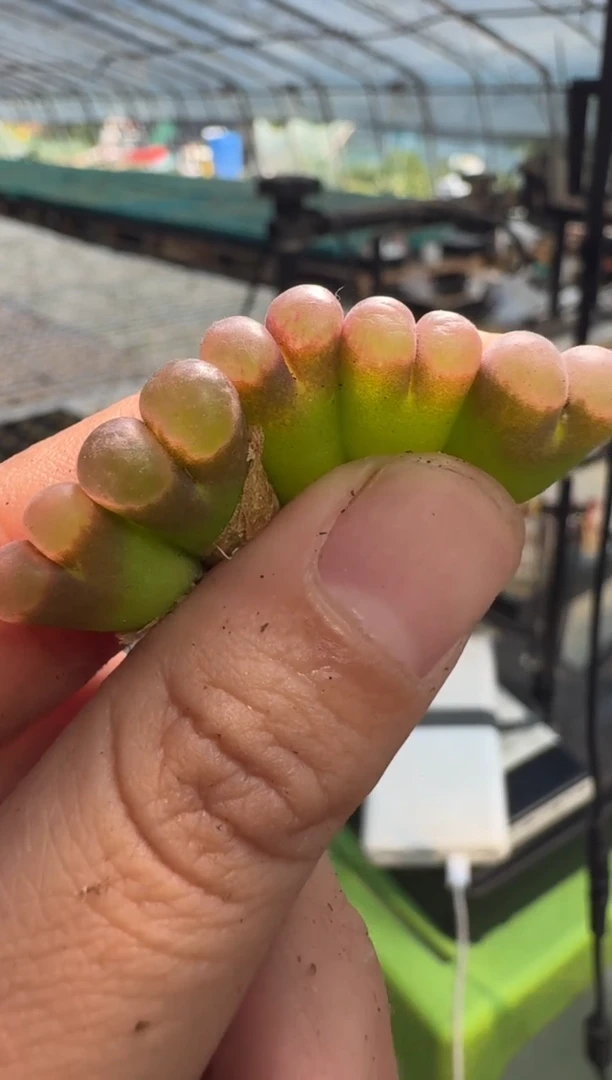 13-49多肉植物风铃一颗