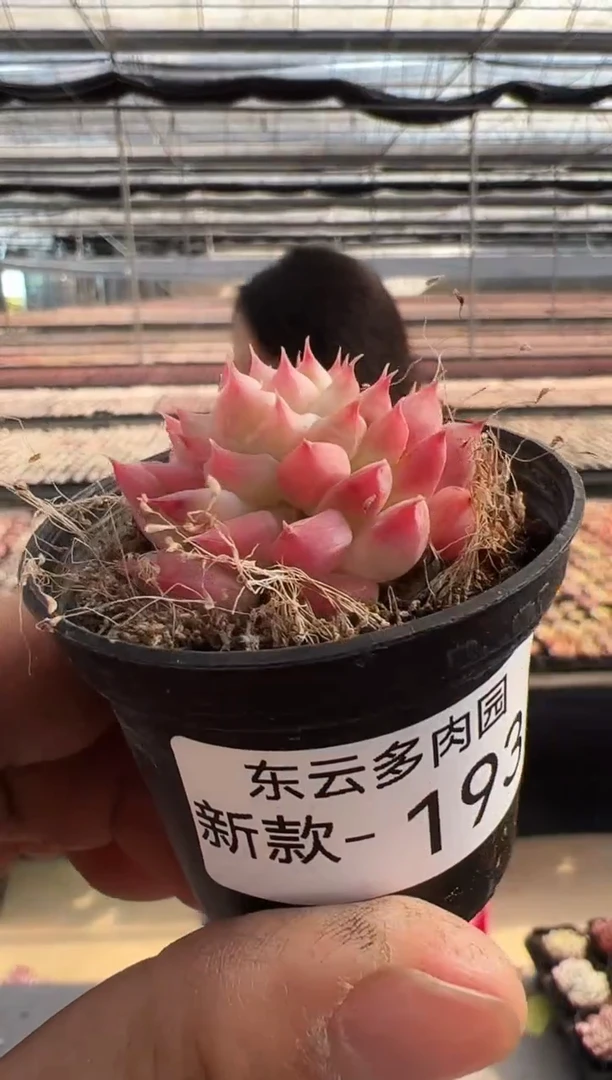 【闪购商品】新款多肉-193