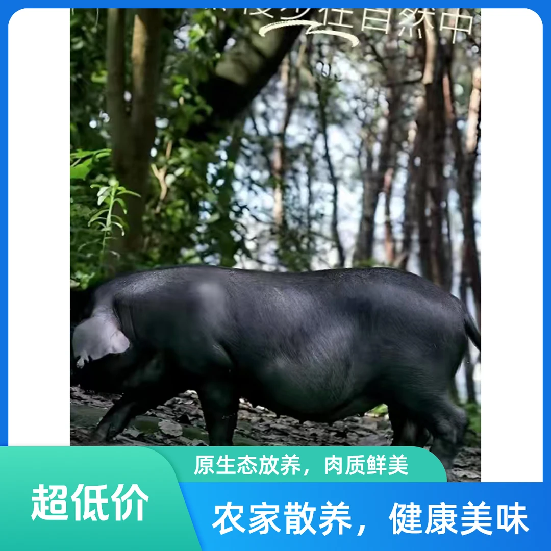 原生态熟食喂养黑毛土猪肉（一物一拍）（中通特快）（顺丰冷链）任意购