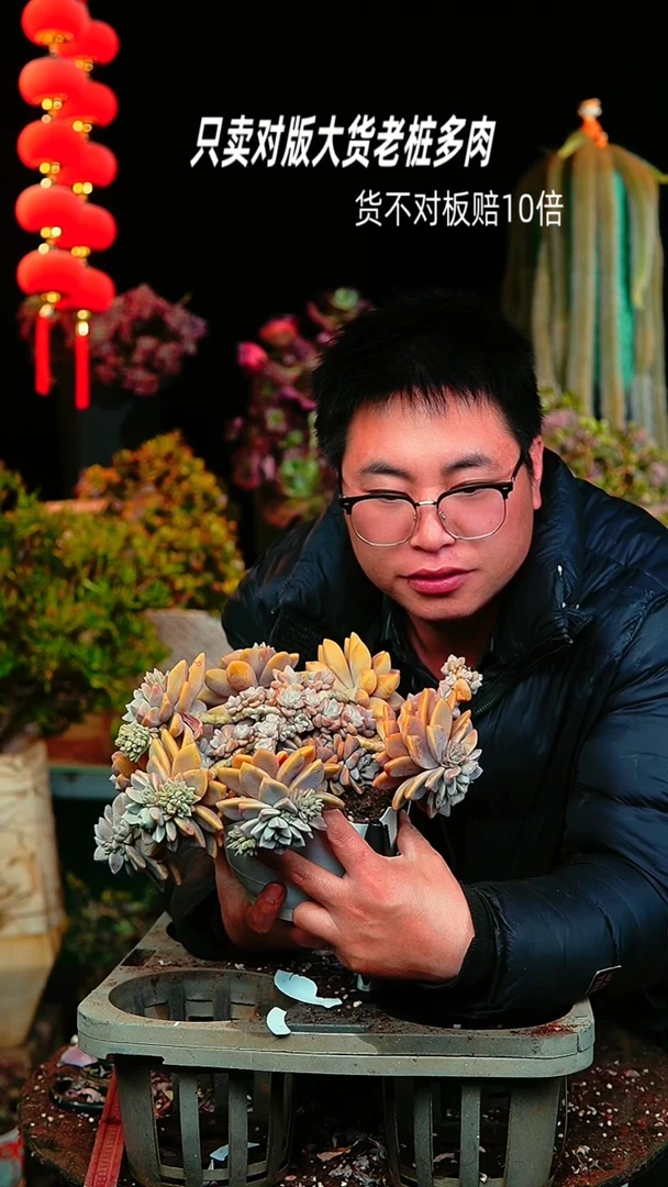 【闪购商品】淡雪缀化149号