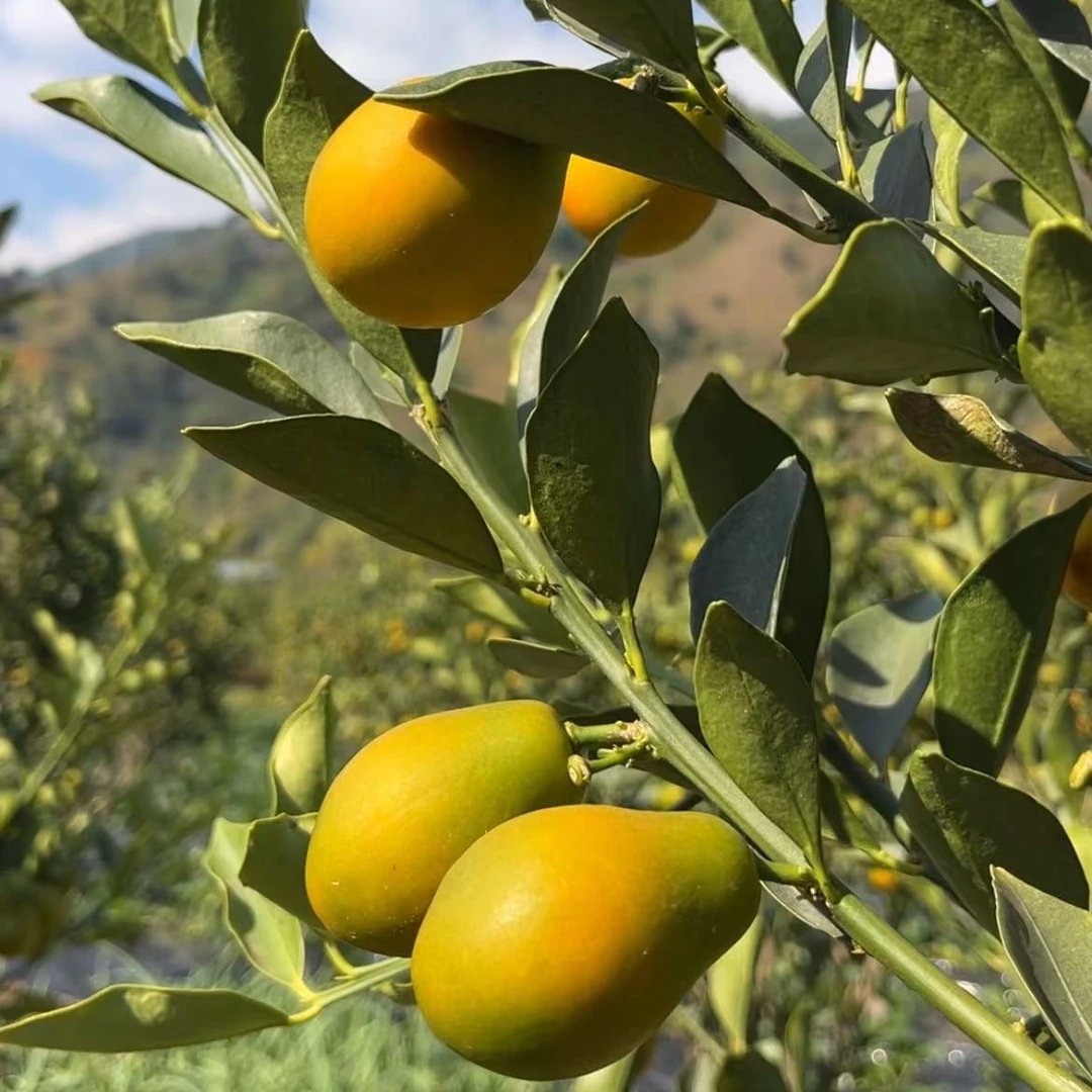 大凉山脆密金桔新鲜现摘脆甜爽口