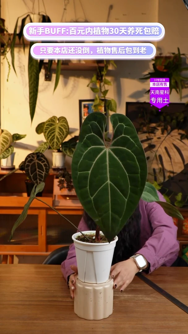 不开花植物贝斯xRVDP
