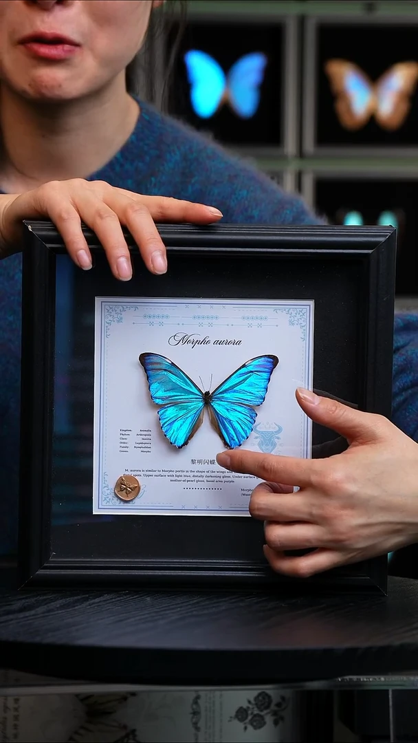 黎明闪蝶星座款金牛座