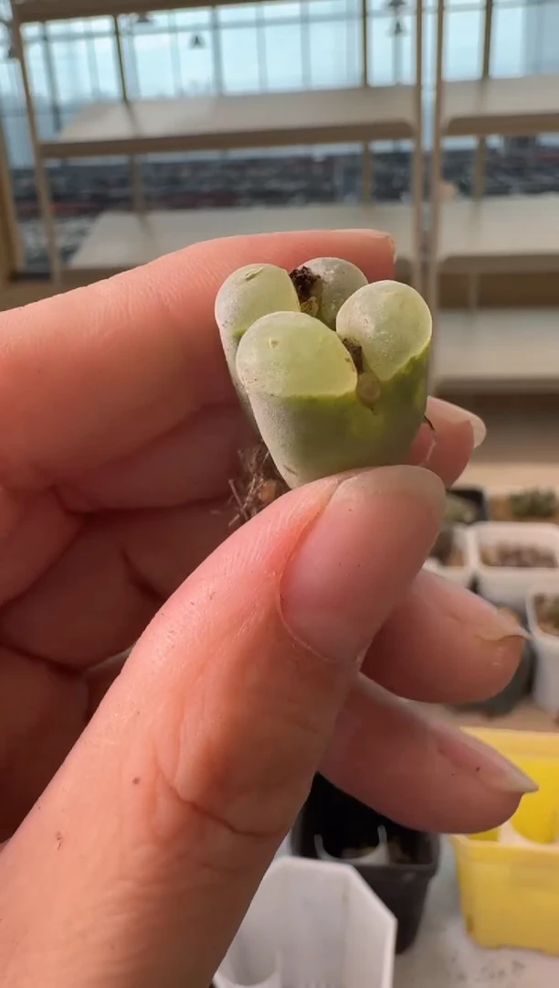 24-156多肉植物肉锥