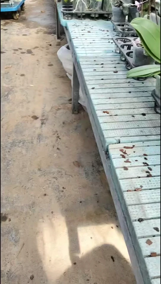 完全开放黄金宝贝 开品