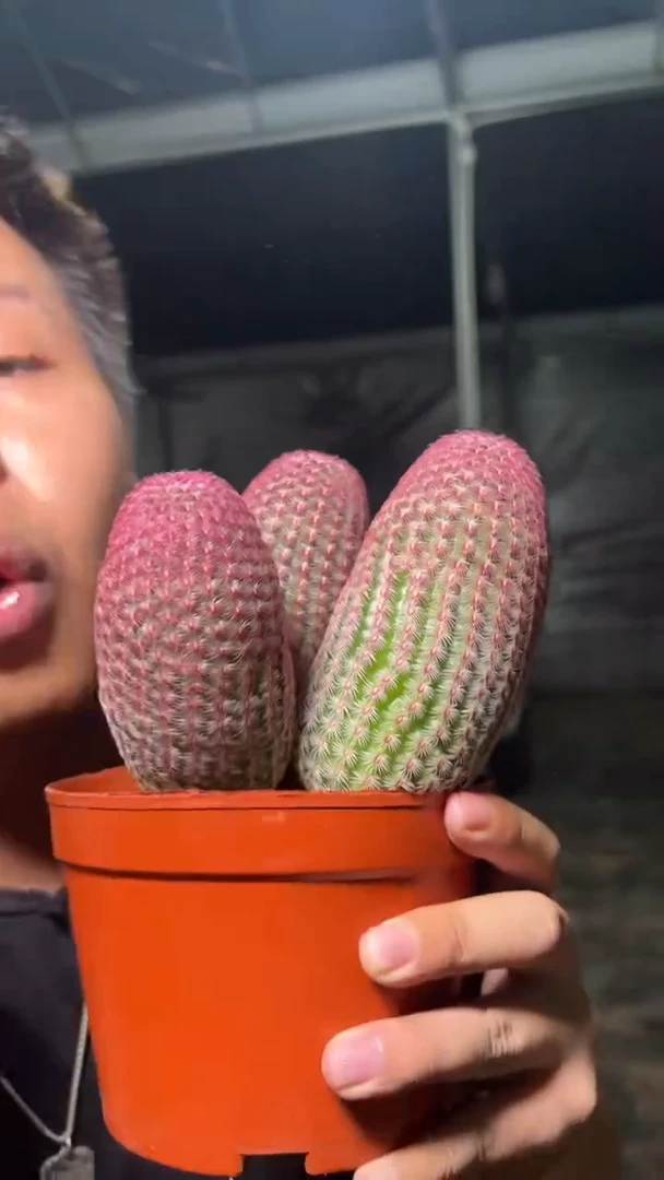 5头起发 红太阳【带根】