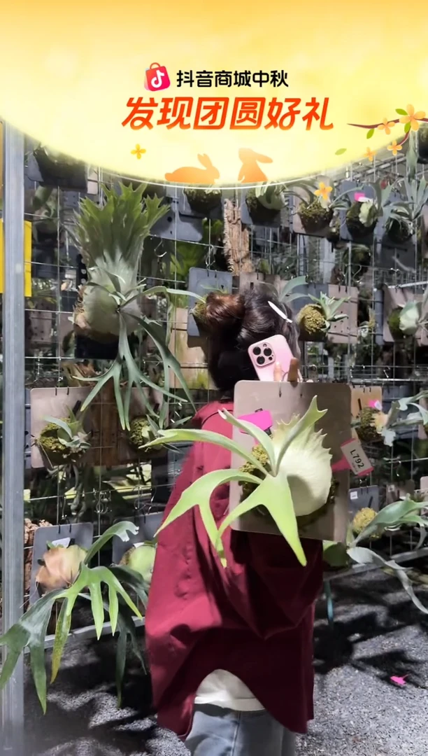 不开花植物L792-AR孢子苗 S