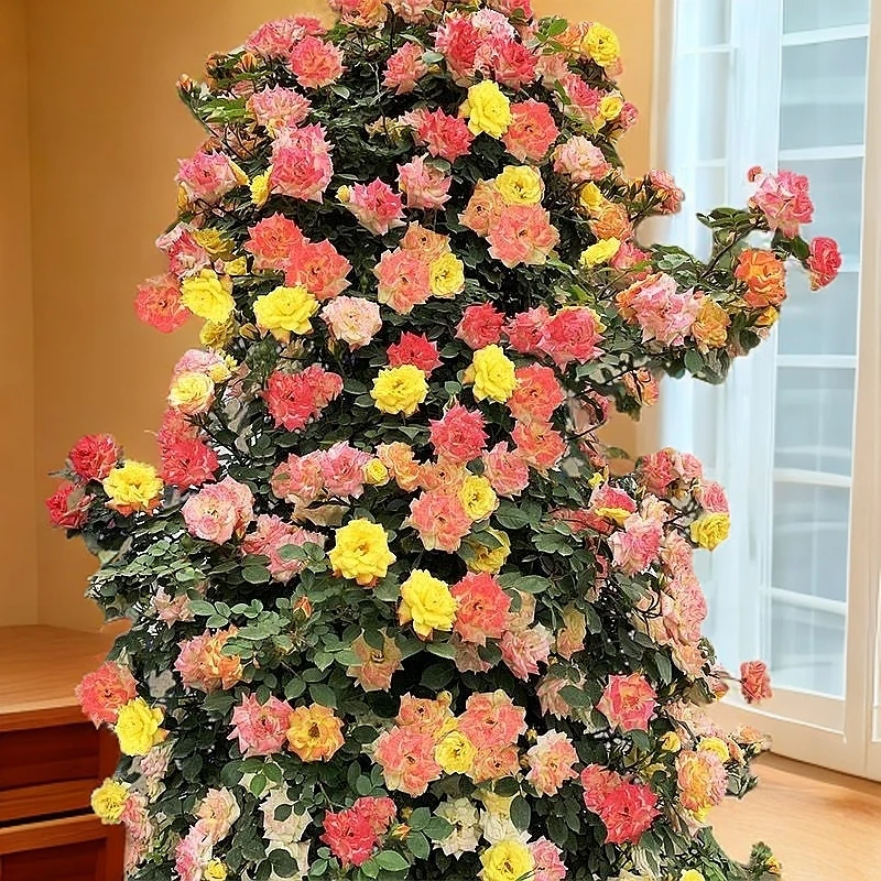 藤彩虹月季爬藤多彩变色藤本庭院植物花卉阳台盆栽玫瑰四季开花