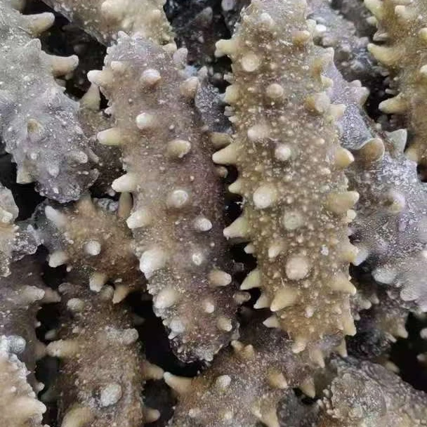 连江海鲜 海鱼 海参 深海营养美味