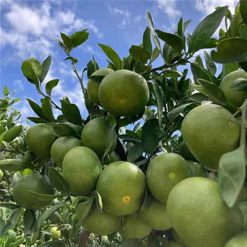 湖北宜昌现摘青皮蜜桔酸甜可口皮薄汁多蜜橘当季新鲜水果绿皮橘子
