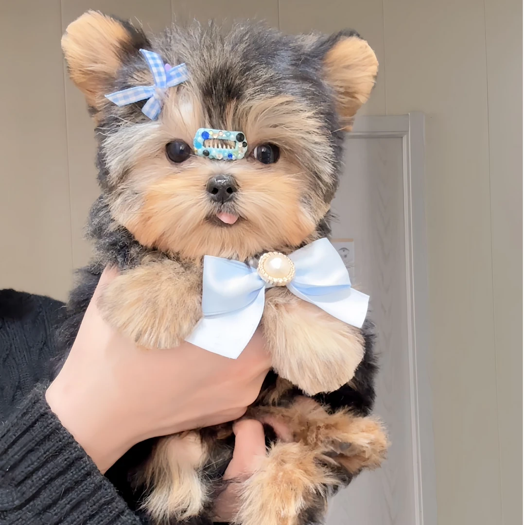 智趣约克夏小狗幼犬活体狗狗家庭宠物包犬瘟犬细小30天小型犬小狗