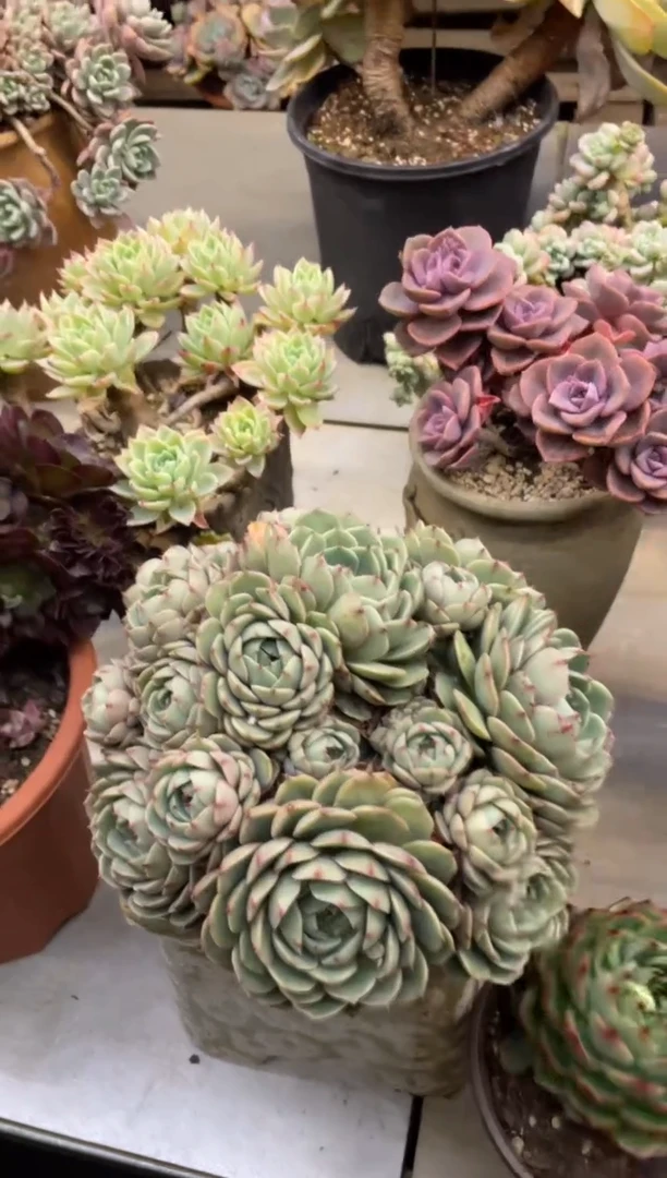 【闪购商品】199本吧