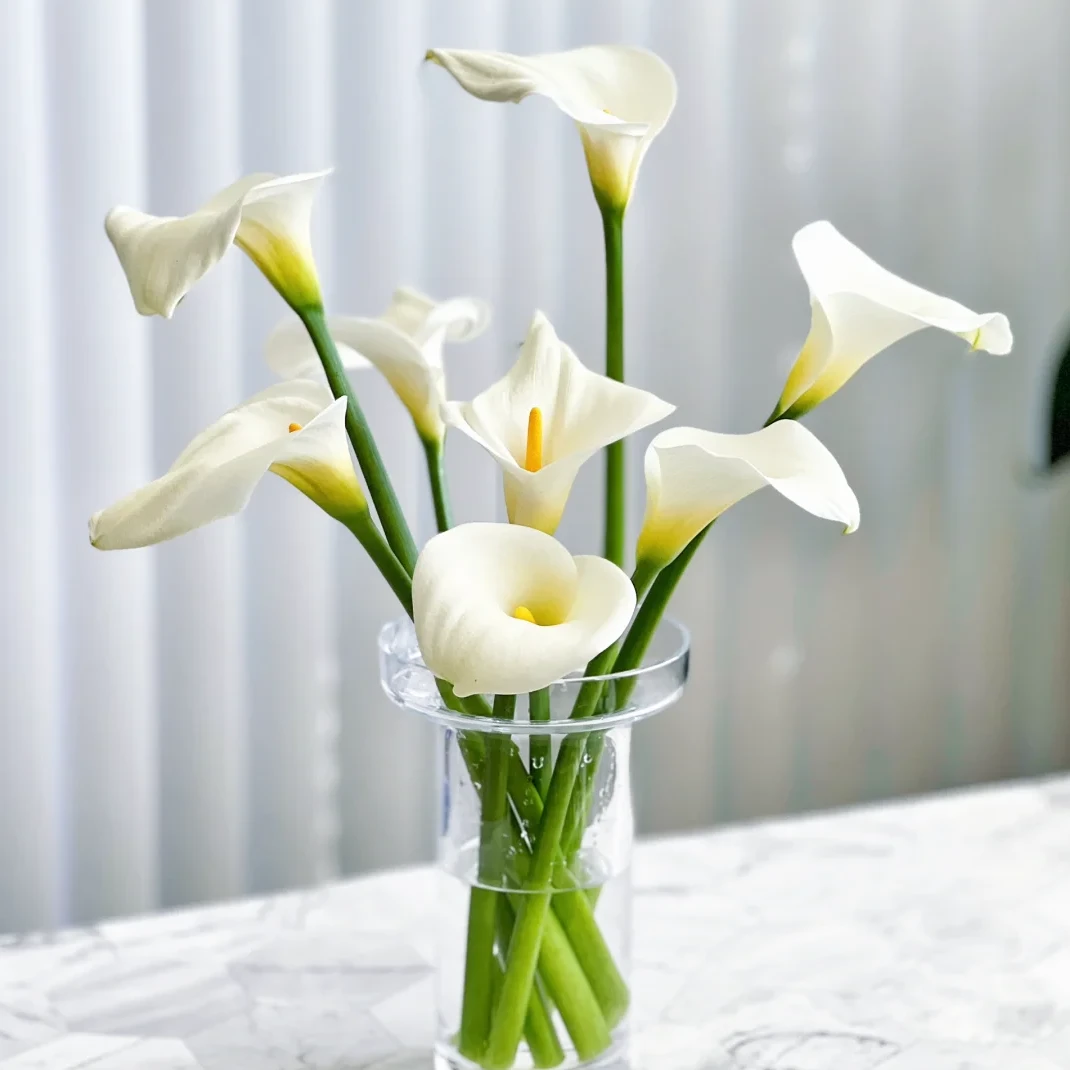 【白色马蹄莲10支】花期久云南鲜花任意两件升级包邮送货上门