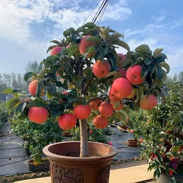 果树盆景/一物一拍/红富士苹果树苗抗寒耐冻