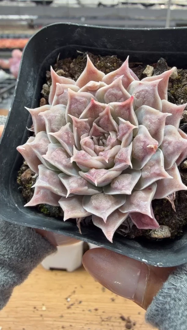 东云多肉园二店-160