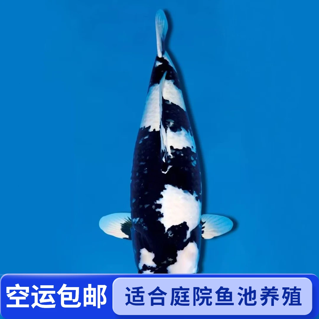 1️⃣纯种日本锦鲤招财进口冷水观赏鱼红白三色庭院鱼池鱼苗鱼缸