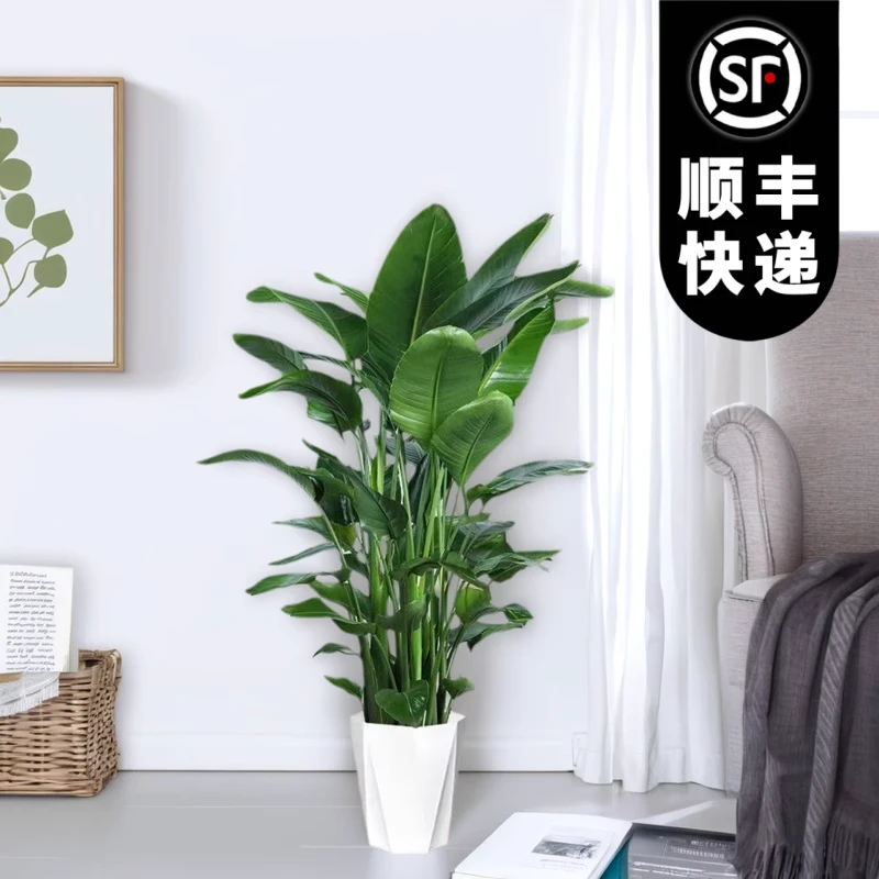 【顺丰快递 送货上门】1.2-1.4米老桩天堂鸟大型绿植物室内净化空气