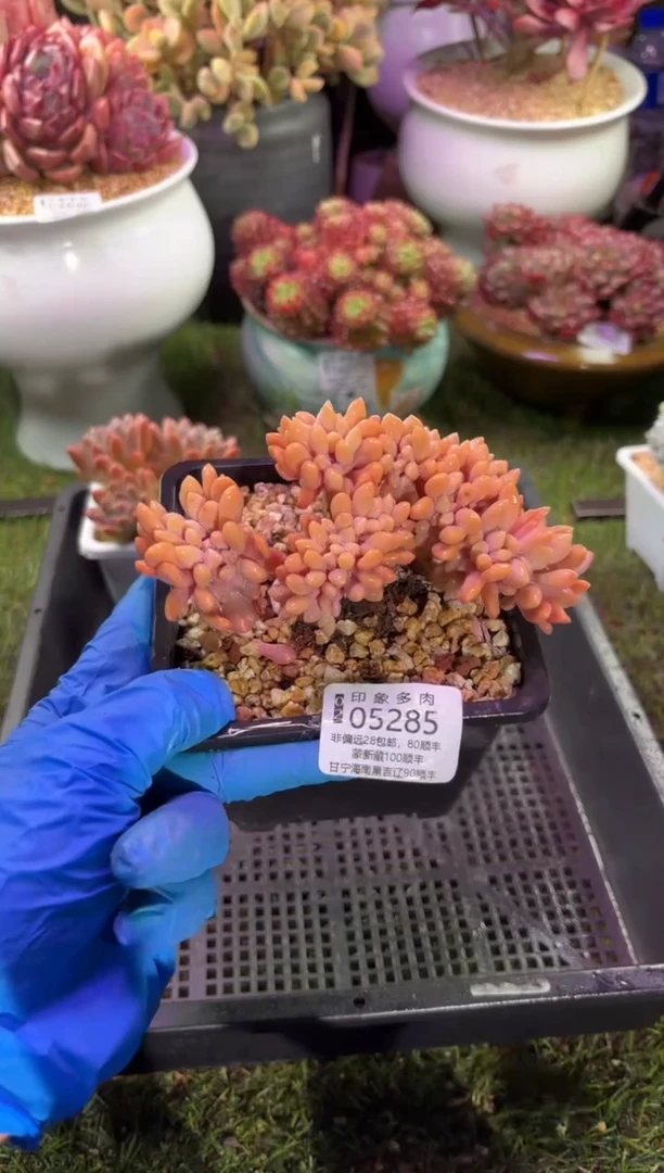 【闪购商品】05285