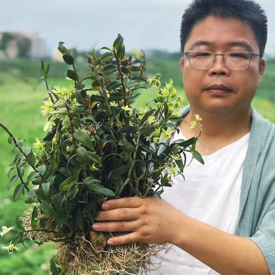 不休山3年铁皮石斛苗石斛兰种植