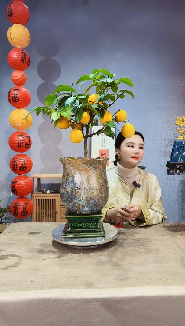 【闪购商品】盆景金柠檬 017