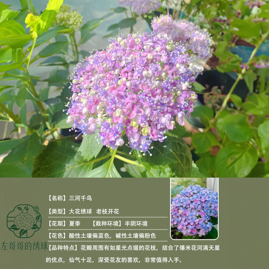 【大花绣球1】三河千鸟、有松、太阳神殿绣球苗绣球花苗绣球小苗