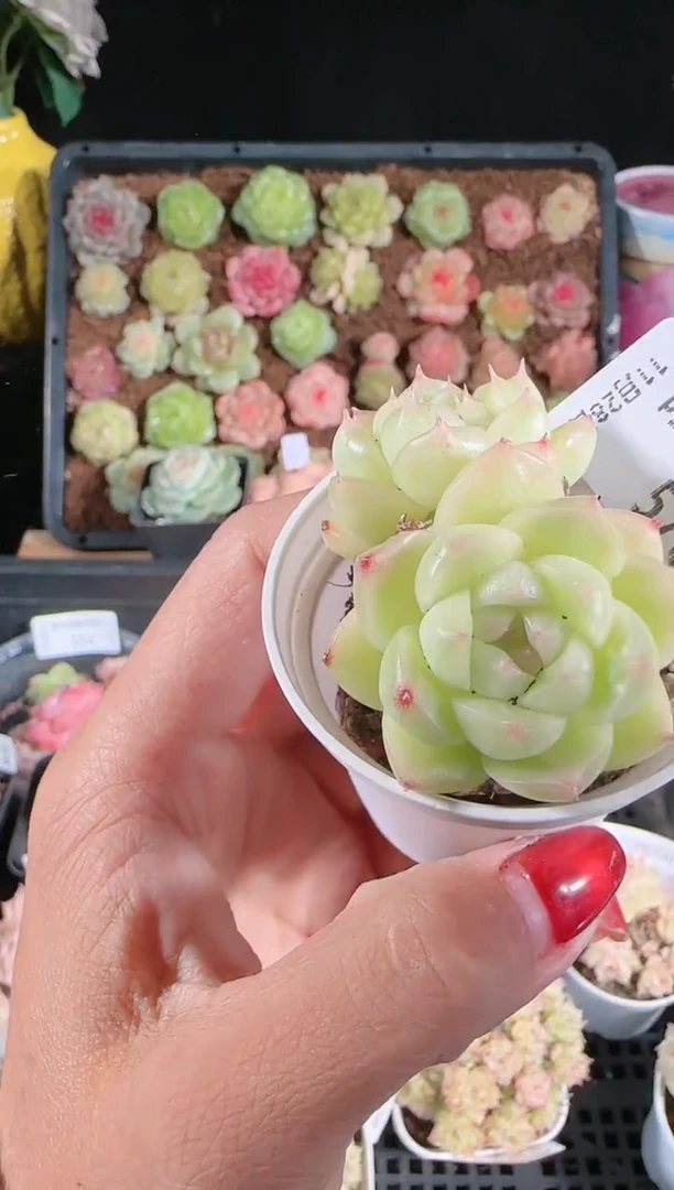 多肉1128-570群生不包整