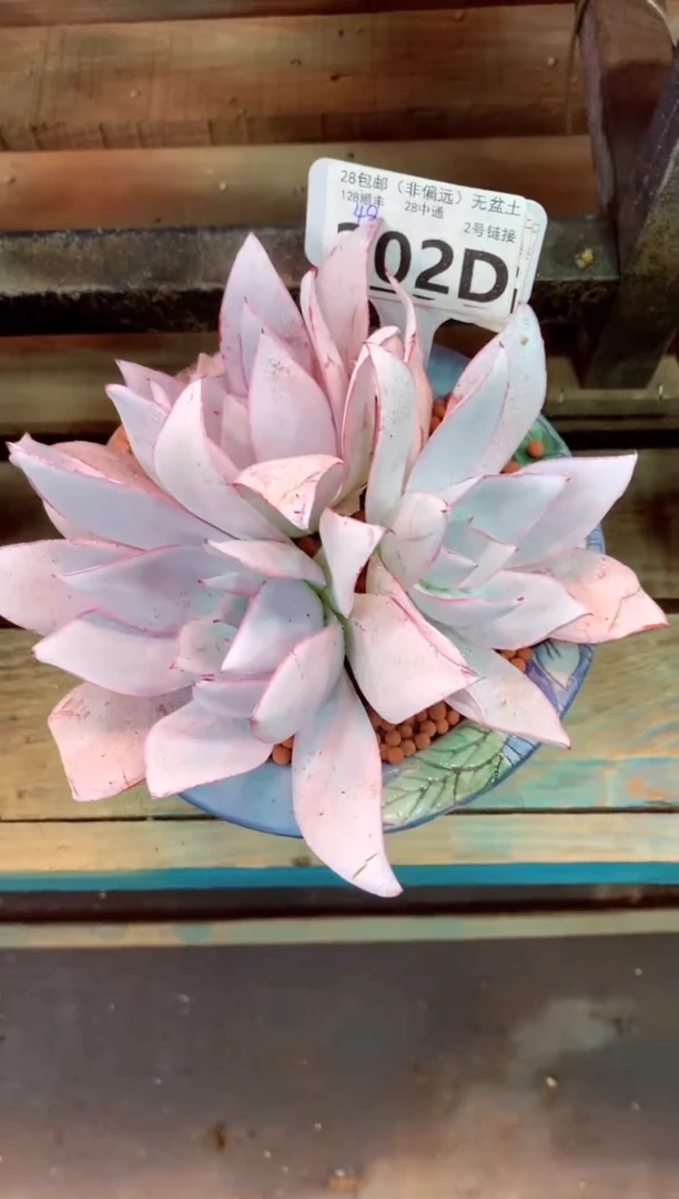 202D（一物一拍，精品多肉，w所见即所得 ）