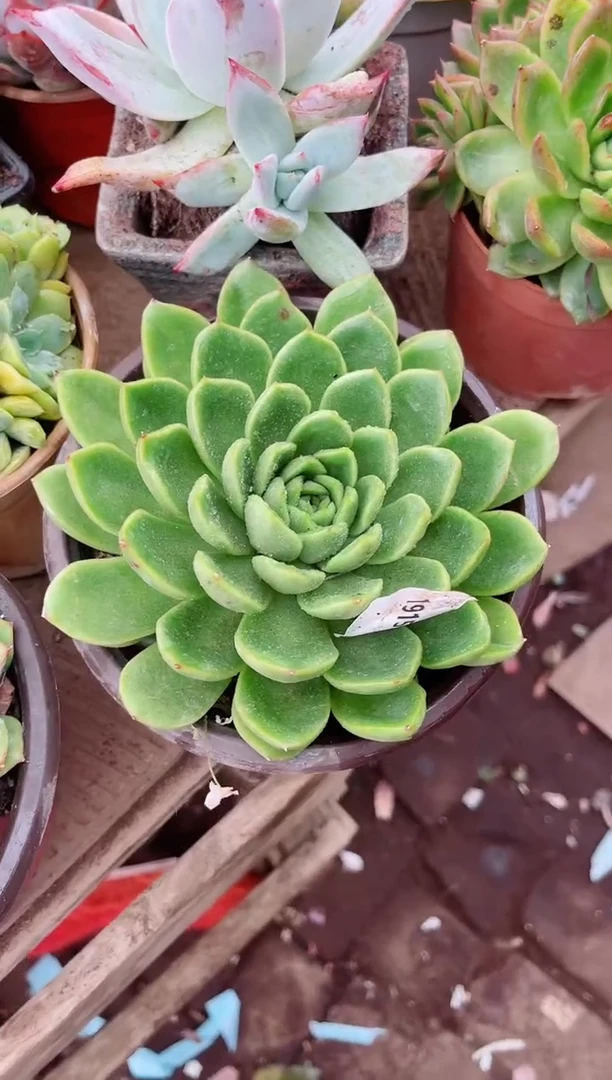 福**喜多肉植物一物一拍19153