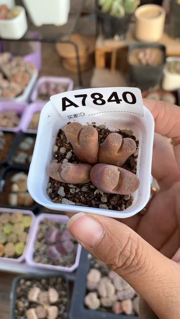 【闪购商品】7840直播一物一拍