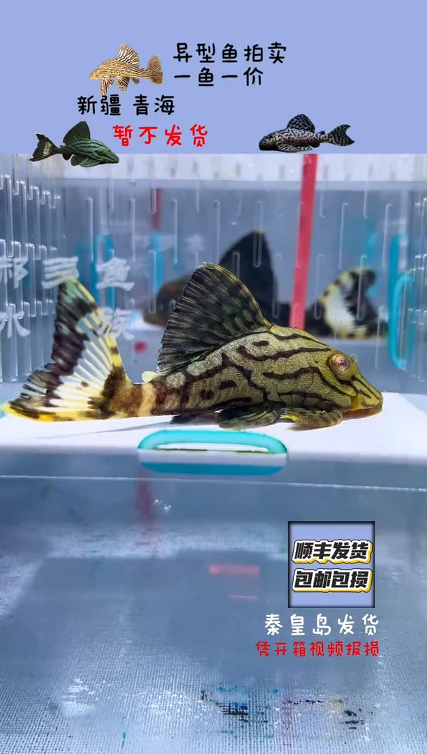清道夫8.9不包入缸损13
