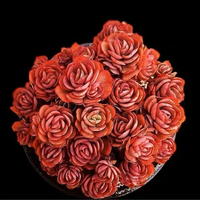 美家多肉综合链接二单包邮