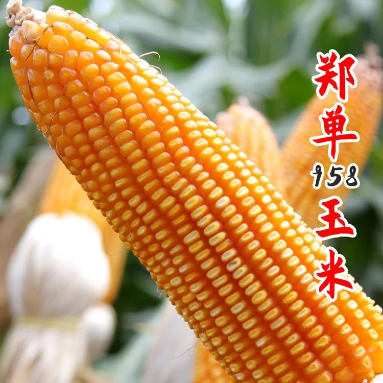 国审郑单958高产玉米种子春播夏播旱地盐碱地抗旱抗涝春季