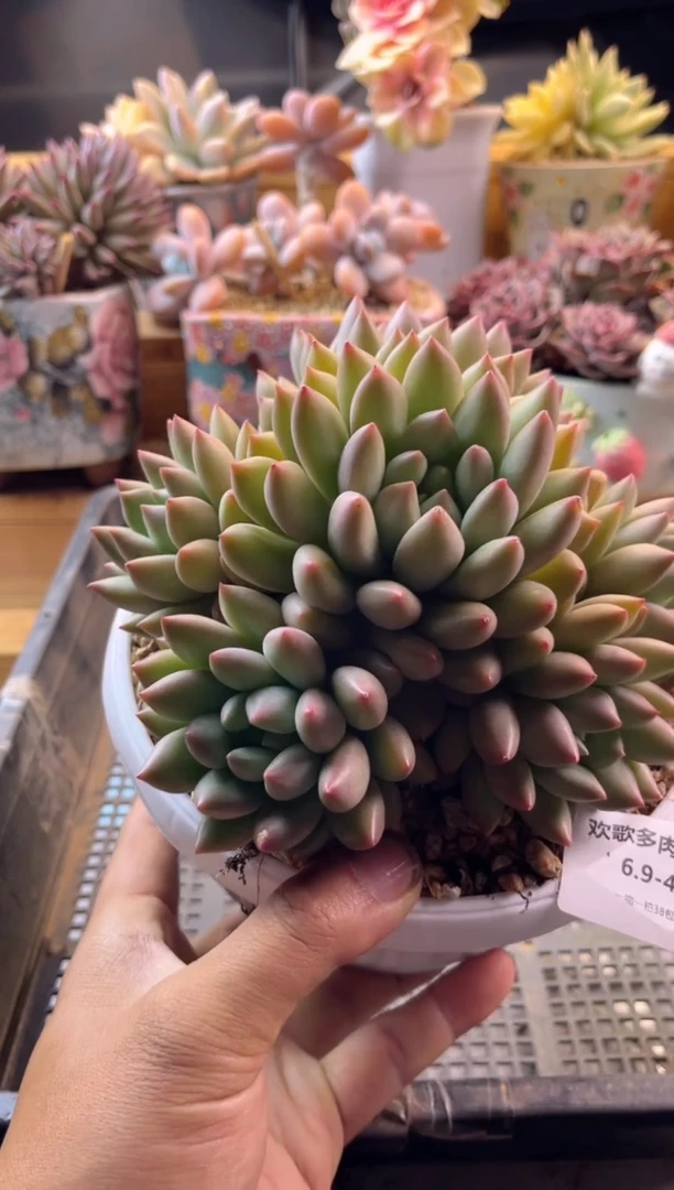 6.9-41黄体言子11111