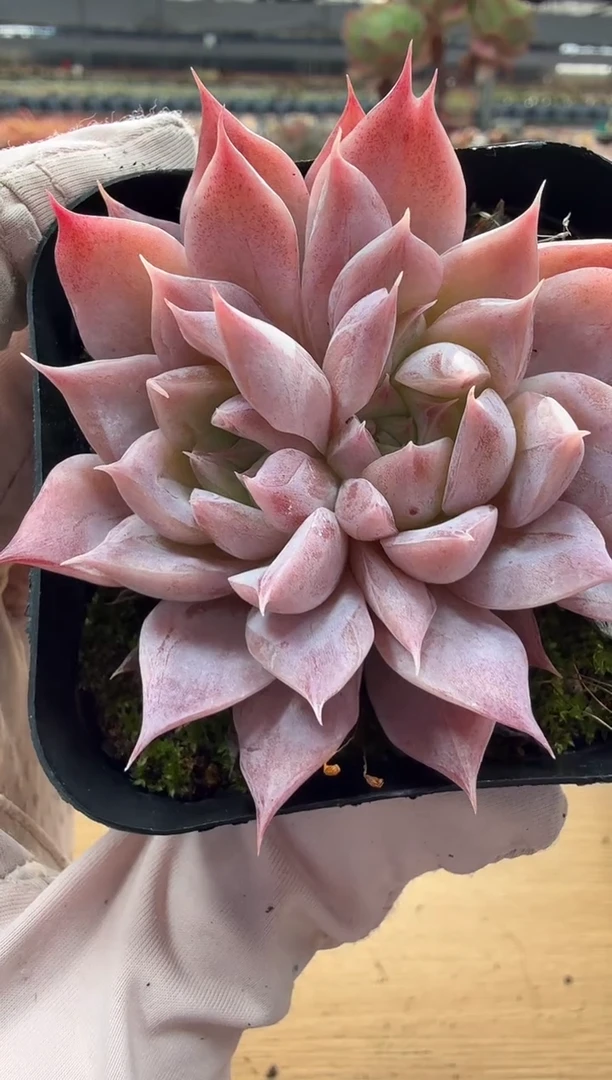 东云多肉园二店-96