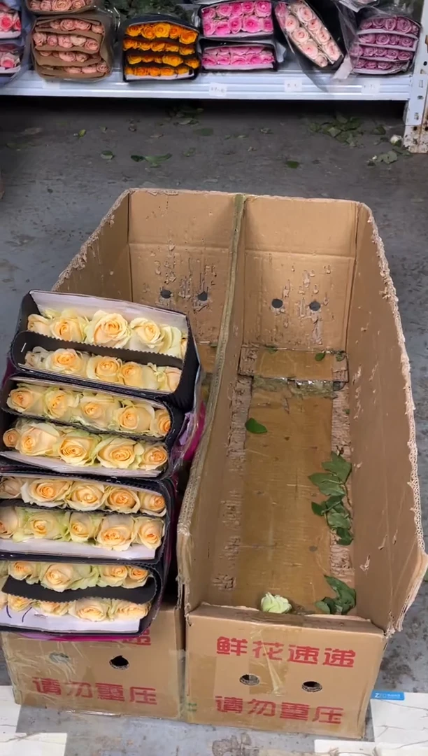 香槟3扎