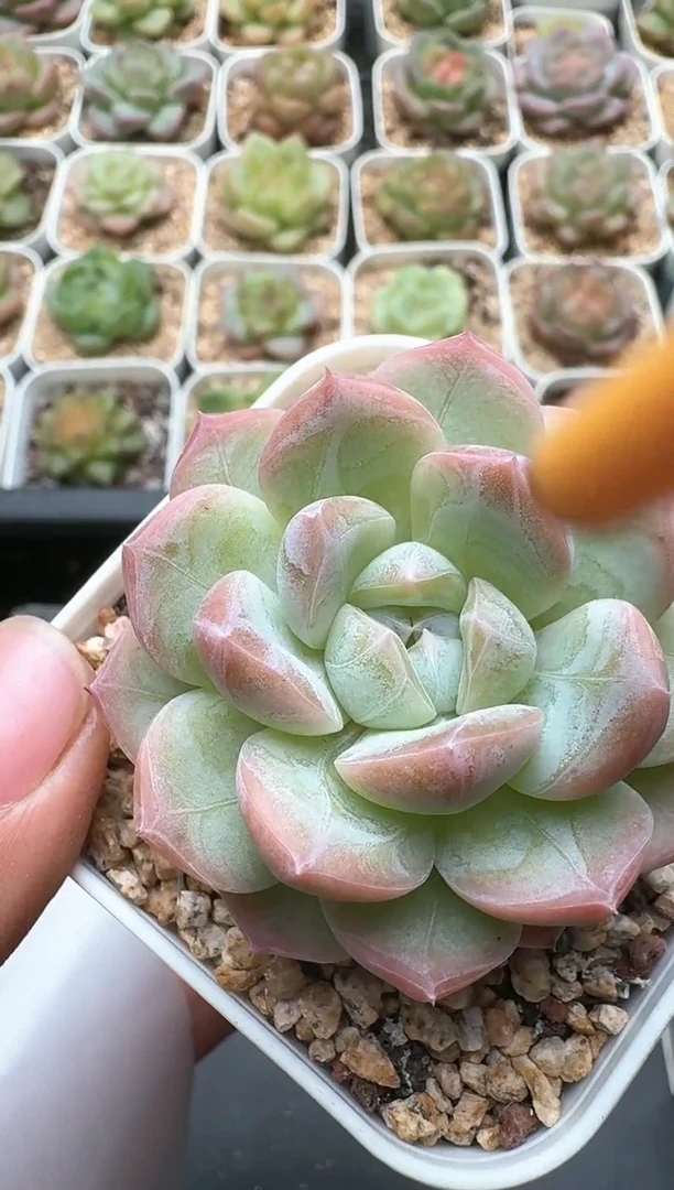 872D云禹多肉植物 带盆土纸巾打包 3颗包邮