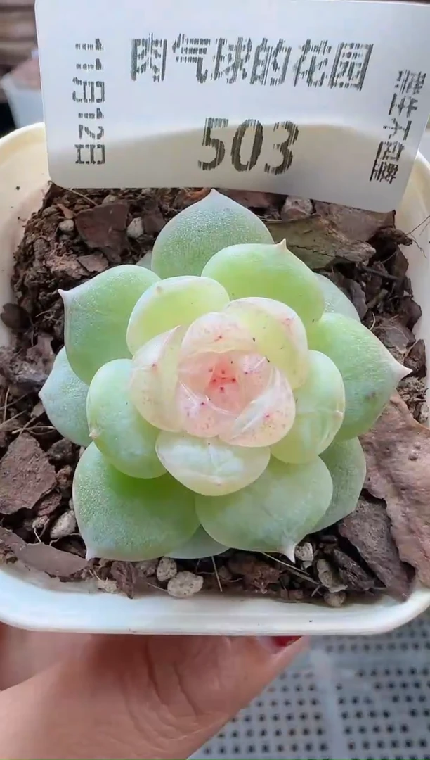 1112-503若梦（群生不包整）
