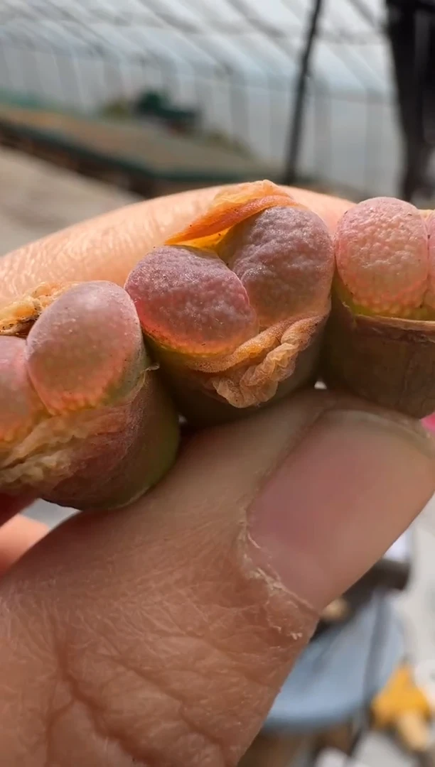 【闪购商品】15-45粉佳人一颗