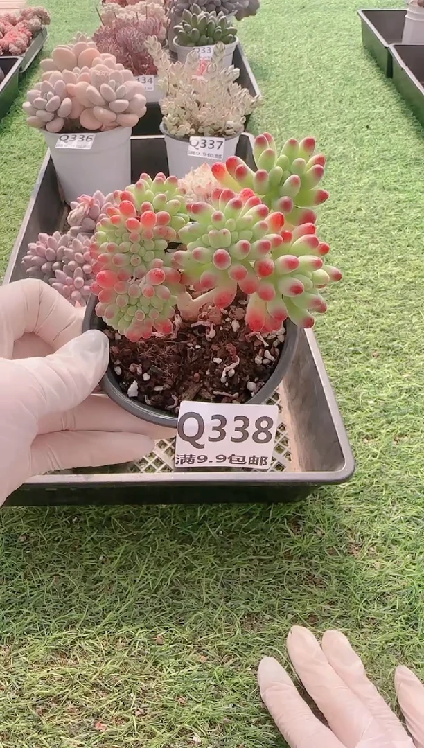 【闪购商品】梦会多肉一物一拍