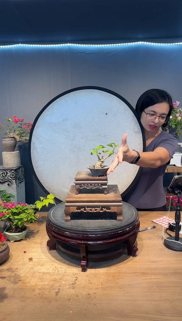 ꧁****꧂三角梅中国红