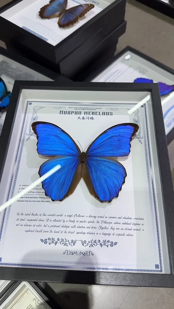 大蓝闪蝶，微瑕 986988