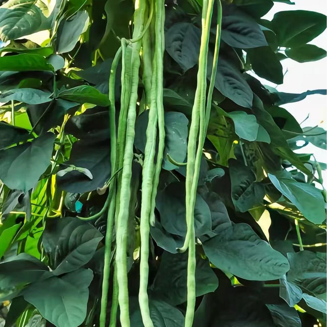 （顺丰包邮）如皋本地豇豆2斤 长豆角  新鲜 时令蔬菜