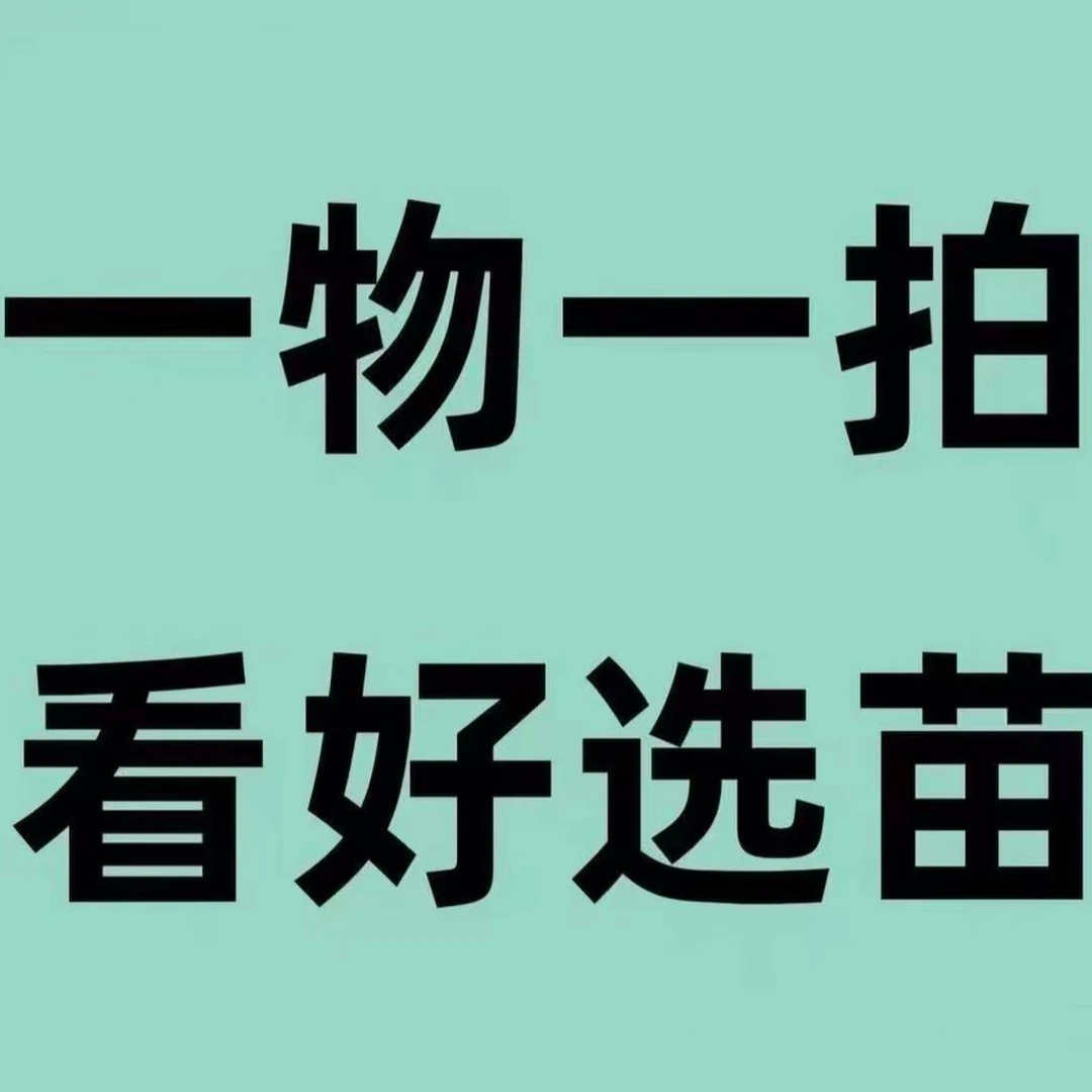 一物一拍石榴树苗专拍链接南方北方都能种植，客厅盆栽都可以